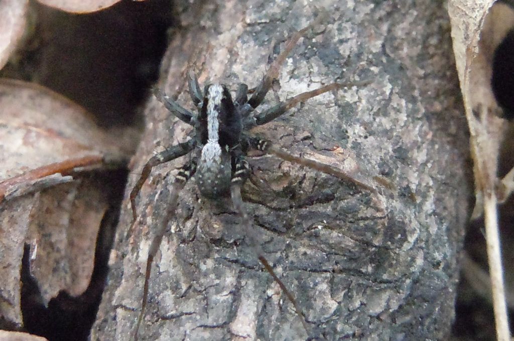Pardosa sp. - Riserva degli Astroni (NA)